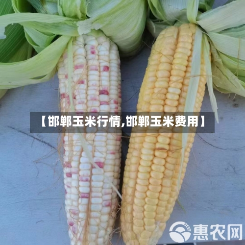 【邯郸玉米行情,邯郸玉米费用】-第2张图片