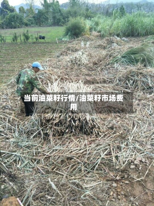 当前油菜籽行情/油菜籽市场费用-第1张图片