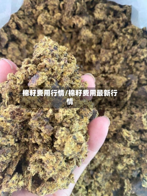 棉籽费用行情/棉籽费用最新行情-第1张图片
