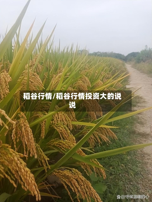 稻谷行情/稻谷行情投资大的说说-第1张图片