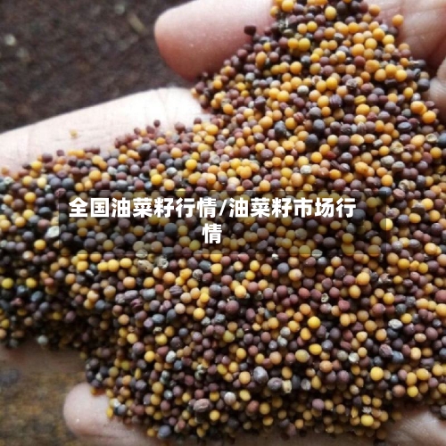 全国油菜籽行情/油菜籽市场行情-第2张图片