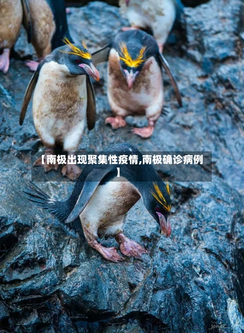 【南极出现聚集性疫情,南极确诊病例】-第1张图片