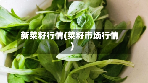新菜籽行情(菜籽市场行情)-第1张图片