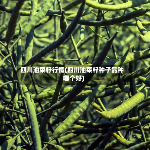 四川油菜籽行情(四川油菜籽种子品种哪个好)-第2张图片