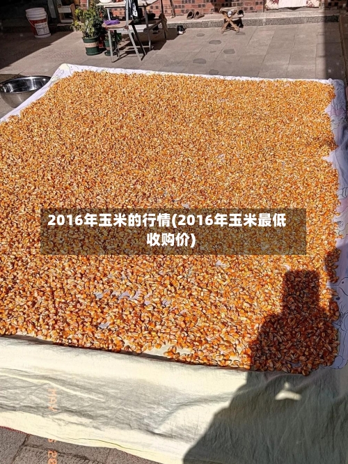 2016年玉米的行情(2016年玉米最低收购价)-第1张图片