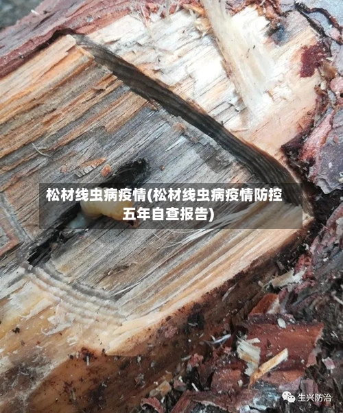松材线虫病疫情(松材线虫病疫情防控五年自查报告)-第1张图片