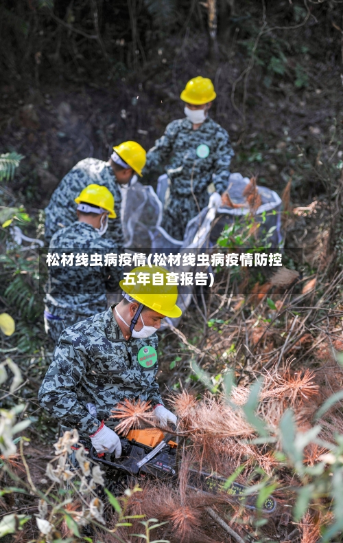 松材线虫病疫情(松材线虫病疫情防控五年自查报告)-第3张图片