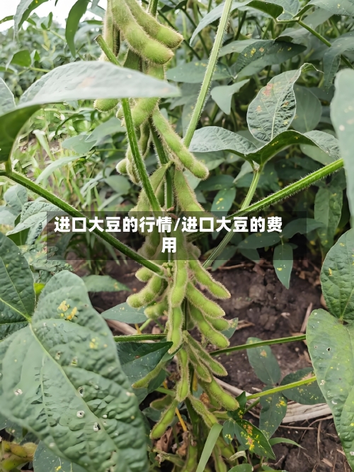 进口大豆的行情/进口大豆的费用-第2张图片
