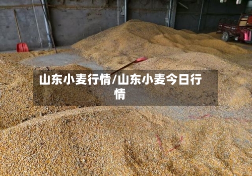 山东小麦行情/山东小麦今日行情-第1张图片