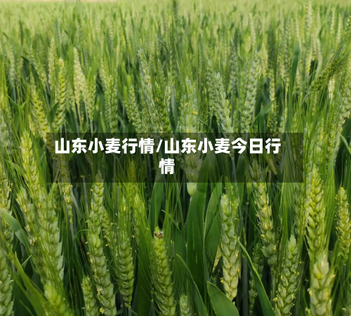 山东小麦行情/山东小麦今日行情-第3张图片